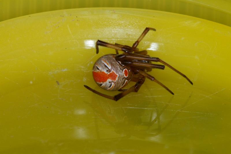 Latrodectus_hasselti_D3485_Z_79_E. of Nuendah homestead_Australie.jpg